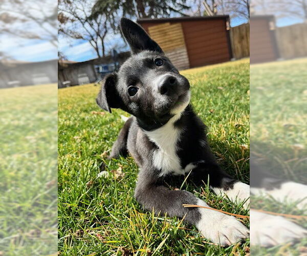 Medium Photo #5 Mutt Puppy For Sale in Sandy, UT, USA