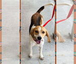 Small #1 Beagle