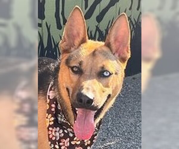 Medium Photo #2 Australian Kelpie-German Shepherd Dog Mix Puppy For Sale in Fremont, CA, USA