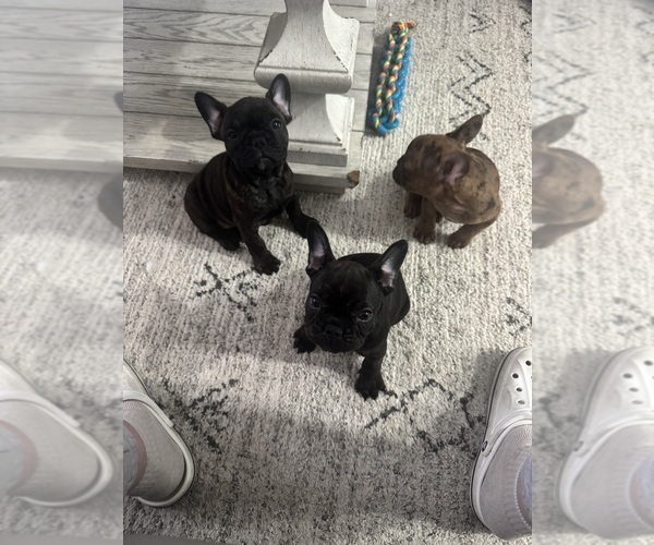 Medium Photo #2 French Bulldog Puppy For Sale in LITCHFIELD, OH, USA