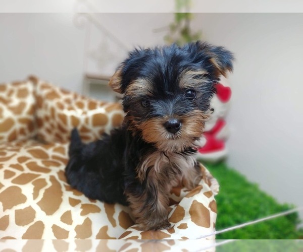 Medium Photo #12 Yorkshire Terrier Puppy For Sale in CHICAGO, IL, USA