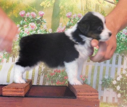 Medium Photo #1 Miniature American Shepherd Puppy For Sale in GARYSBURG, NC, USA