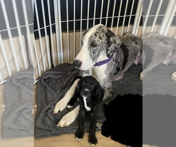 Medium Photo #6 Golden Retriever-Great Dane Mix Puppy For Sale in STRUTHERS, OH, USA