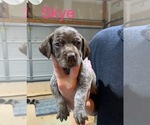 Small Photo #10 Wirehaired Pointing Griffon Puppy For Sale in LEBANON, OH, USA