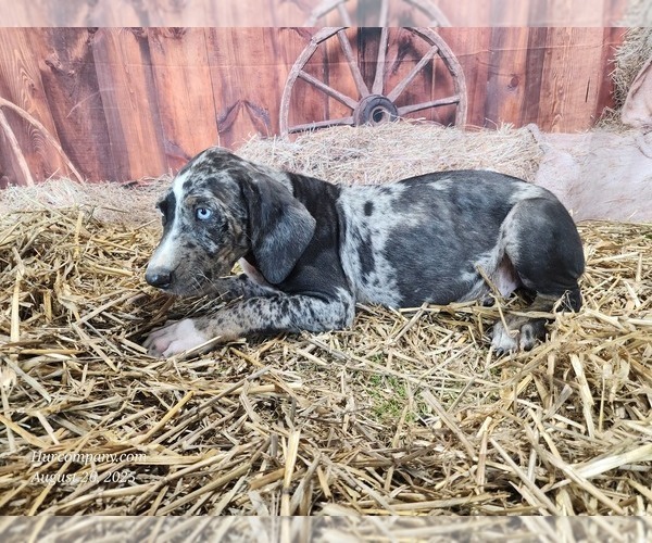 Medium Photo #11 Catahoula Leopard Dog Puppy For Sale in CUMBY, TX, USA