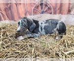 Small Photo #11 Catahoula Leopard Dog Puppy For Sale in CUMBY, TX, USA