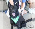 Small #4 German Shepherd Dog Mix
