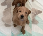 Small Photo #1 Goldendoodle Puppy For Sale in SOUTH SALEM, NY, USA