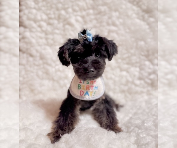 Medium Photo #5 Yorkshire Terrier Puppy For Sale in REDLANDS, CA, USA