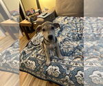 Small #6 Chihuahua Mix