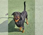 Small #1 Rottweiler Mix