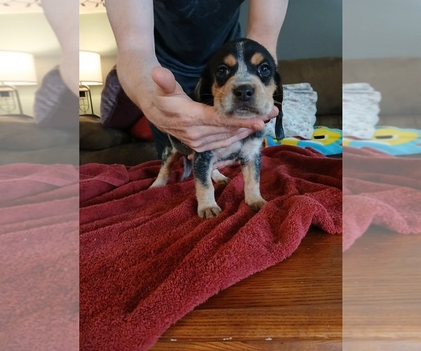 Medium Photo #29 Beagle Puppy For Sale in BOWLING GREEN, MO, USA