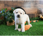 Small #4 Labrador Retriever