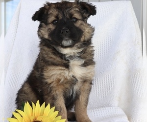 Boxer-Norwegian Elkhound Mix Puppy for sale in SHILOH, OH, USA