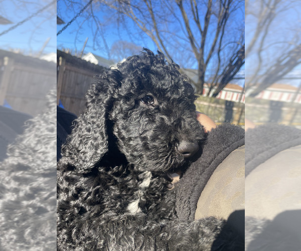 Medium Photo #3 Doodle-Labradoodle Mix Puppy For Sale in SOUTH AMBOY, NJ, USA