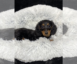 Dachshund Puppy for sale in CANOGA, NY, USA