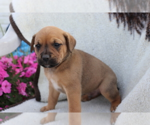 Boxador Puppy for sale in SHILOH, OH, USA