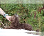 Small #18 ShihPoo
