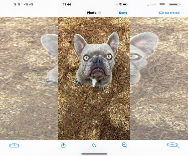 Medium Photo #4 French Bulldog Puppy For Sale in Buffalo, MN, USA