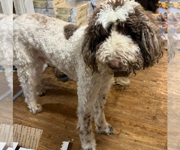 Medium Photo #2 Goldendoodle Puppy For Sale in Vail, AZ, USA
