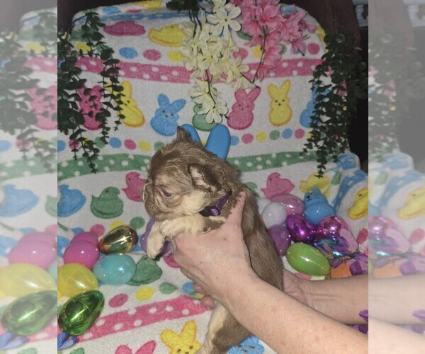 Medium Photo #3 French Bulldog Puppy For Sale in RUSHVILLE, IN, USA