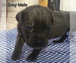 Puppy Yellow collar Cane Corso