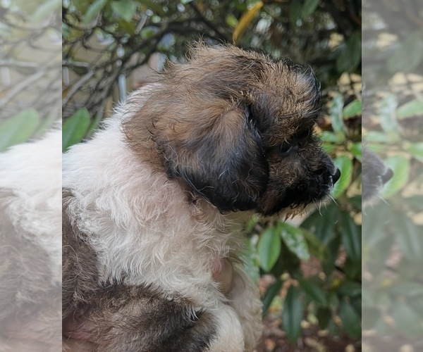 Medium Photo #1 Maltipoo (Miniature) Puppy For Sale in VENETA, OR, USA