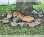 Small #1 Beagle Mix