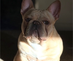 Father of the French Bulldog puppies born on 11/11/2025