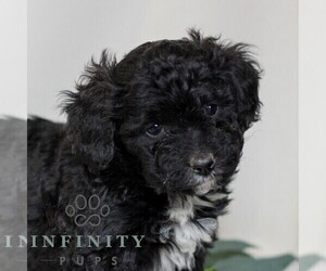 Pembroke Welsh Corgi-Poodle (Miniature) Mix Puppy for sale in EAST EARL, PA, USA