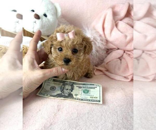 Medium Photo #5 Poodle (Toy) Puppy For Sale in THONOTOSASSA, FL, USA