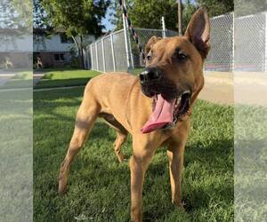 Mutt Dogs for adoption in Denton, TX, USA