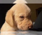 Small Photo #20 Labrador Retriever Puppy For Sale in GIG HARBOR, WA, USA