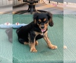 Small Photo #9 Cavalier King Charles Spaniel Puppy For Sale in BENTONVILLE, AR, USA