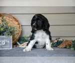 Small #1 Cocker Spaniel