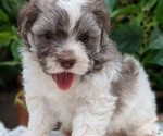 Small #2 Havanese