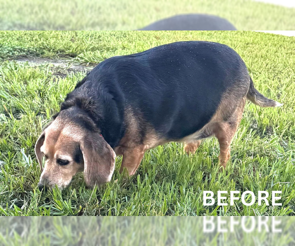 Medium Photo #12 Beagle Puppy For Sale in Dunnellon, FL, USA