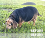 Small #11 Beagle