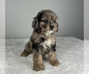 Cockapoo Puppy for sale in FRANKLIN, IN, USA
