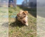 Small #1 Mutt