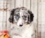 Small Photo #2 Aussie-Poo Puppy For Sale in MOUNT VERNON, OH, USA