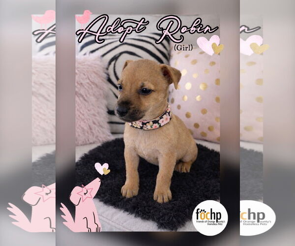 Medium Photo #1 Chihuahua Puppy For Sale in Menifee, CA, USA