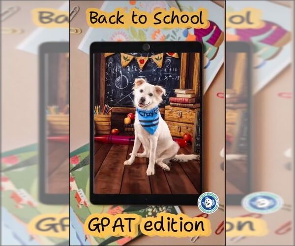 Medium Photo #3 Chihuahua-Chow Chow Mix Puppy For Sale in Houston, TX, USA