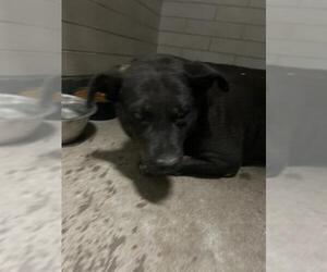 Labrottie Dogs for adoption in Stockton, CA, USA