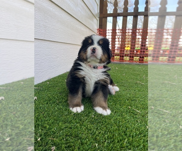 Medium Photo #5 Bernese Mountain Dog Puppy For Sale in FAIRMONT, MN, USA