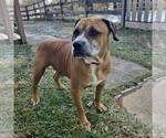 Small #4 Boxer Mix