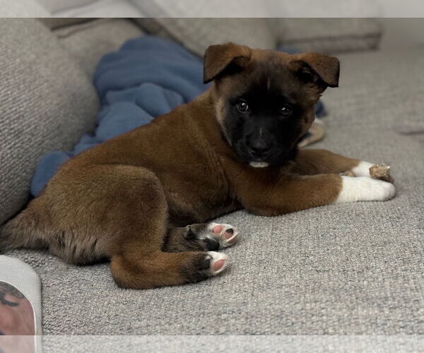 Medium Photo #3 Akita-Unknown Mix Puppy For Sale in Plainfield, IL, USA