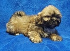 Small #25 Lhasa Apso