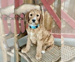 Small Photo #1 Irish Doodle Puppy For Sale in WOOSTER, OH, USA