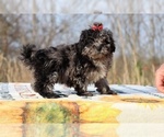 Small #3 ShihPoo